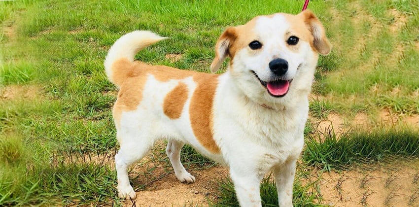Jadoo is a Medium Female Jindo mix Korean rescue dog