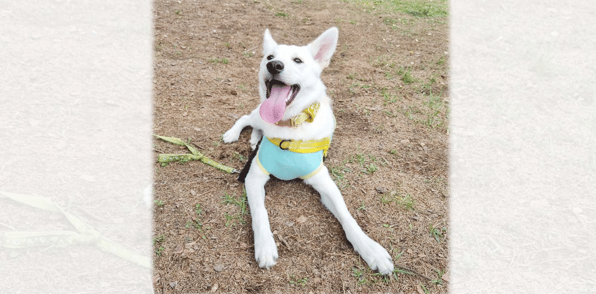 Jaechan is a Medium Male Jindo mix Korean rescue dog