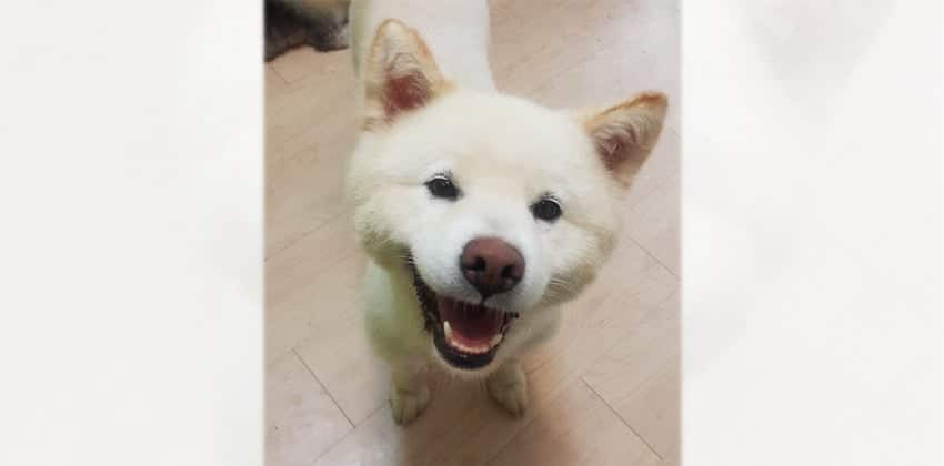 Jaelan is a Medium Female Jindo mix Korean rescue dog