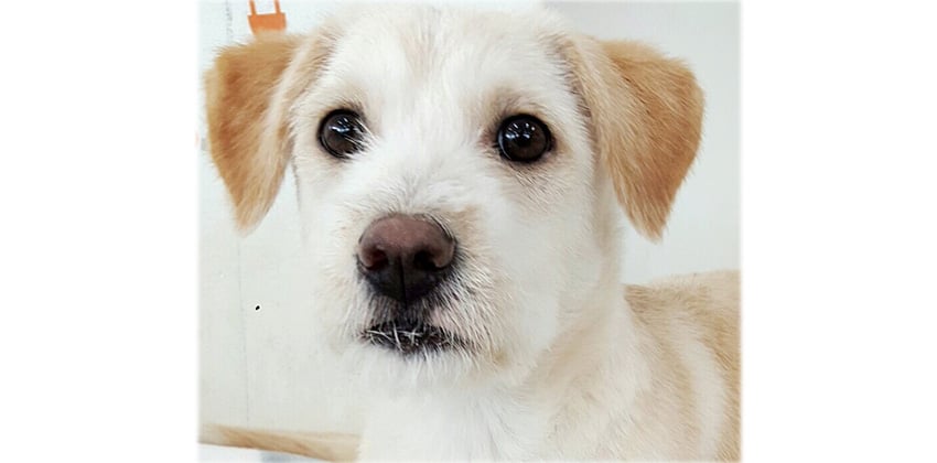 Jamong is a Small Male Mixed Korean rescue dog