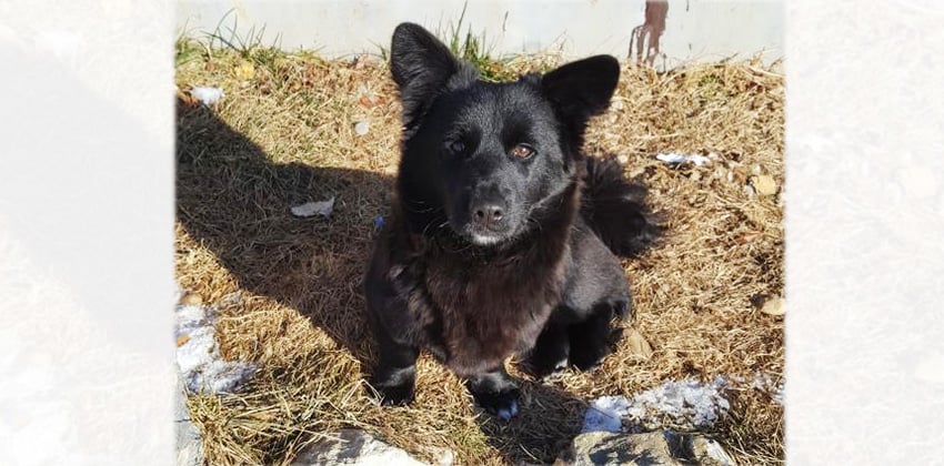 Jang-goon - Cat friendly is a Small Male Jindo Mix Korean rescue dog