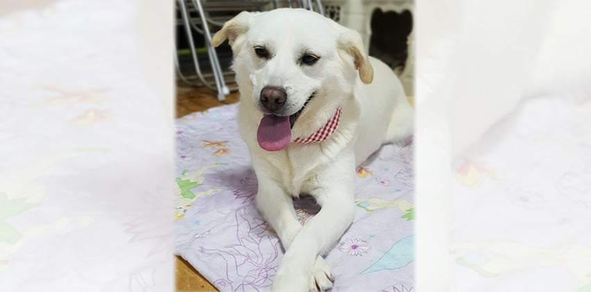 Jangmi is a Medium Female Jindo mix Korean rescue dog