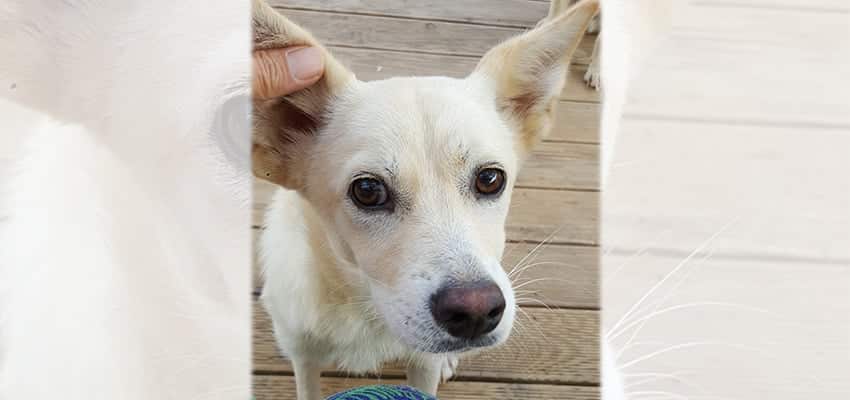 Jango is a Medium Male Jindo Mix Korean rescue dog