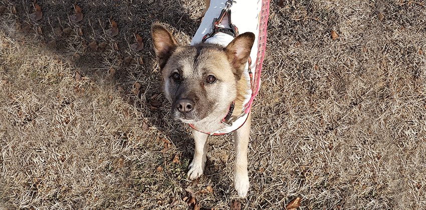 Jangwoo is a Medium Male Jindo mix Korean rescue dog