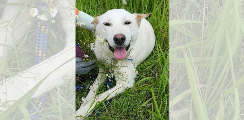 Jangyi is a Large Female Jindo mix Korean rescue dog