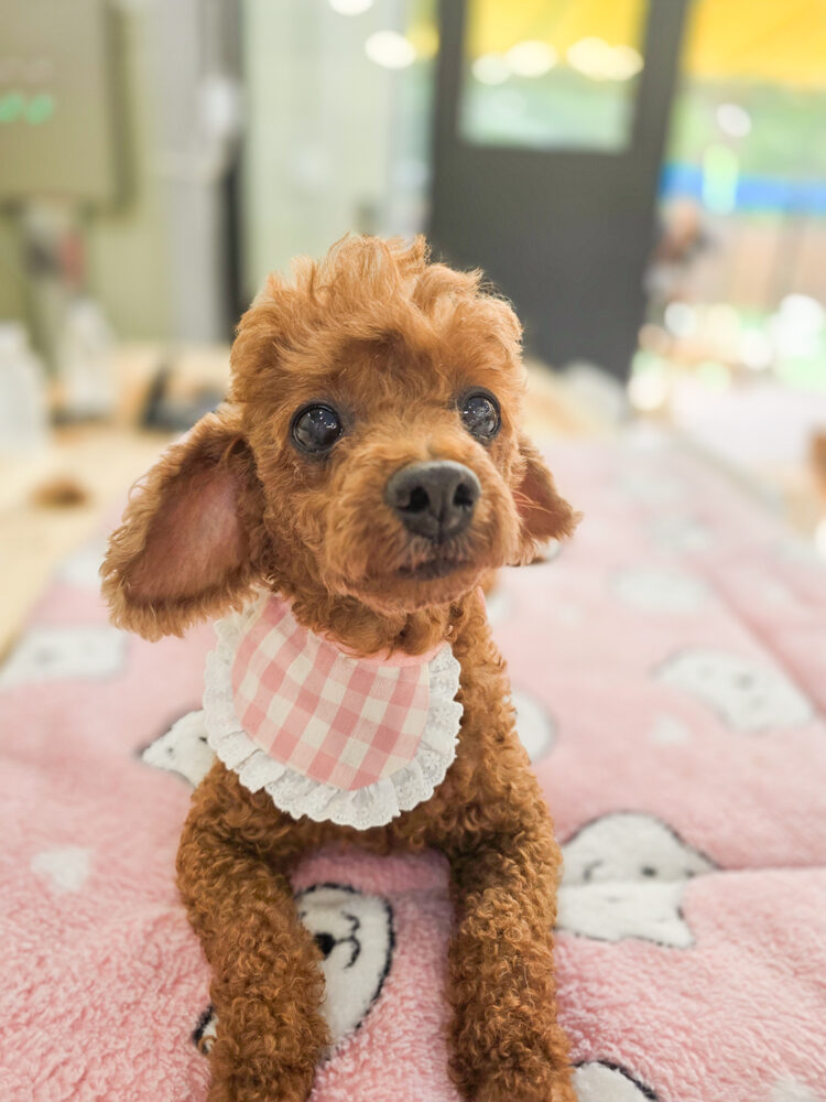 Jasmine: Sweet, Calm Poodle Ready for a Loving Home