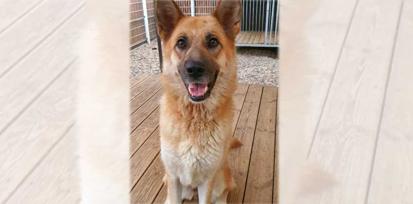 Jasmine 2 is a Medium Female Mixed Korean rescue dog