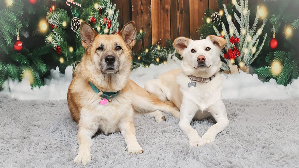 Jasmine And Elsa