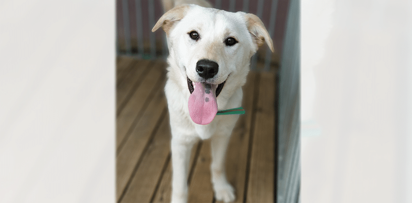 Jasmine is a Medium Female Labrador mix Korean rescue dog
