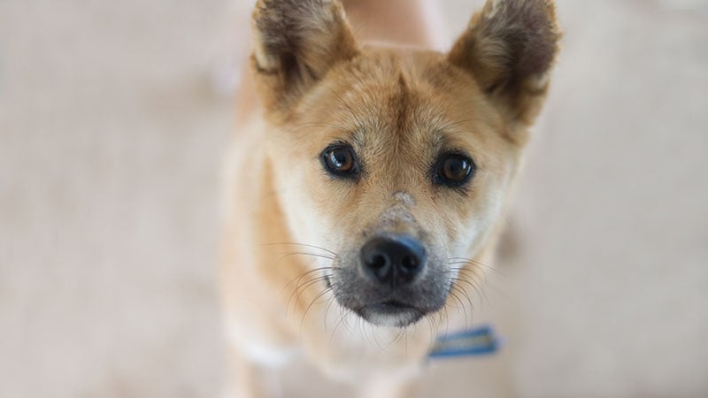 Jay is a Medium Female Jindo Mix Korean rescue dog