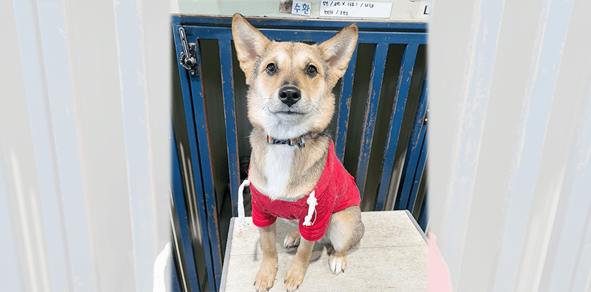 Jay 2 is a Medium Male Jindo mix Korean rescue dog