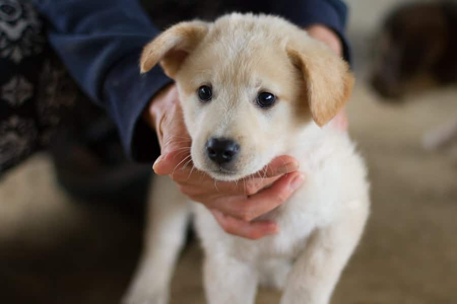 Werny is a Small Male Jindo Mix Korean rescue dog