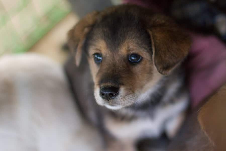 Pony is a Small Male Jindo Mix Korean rescue dog