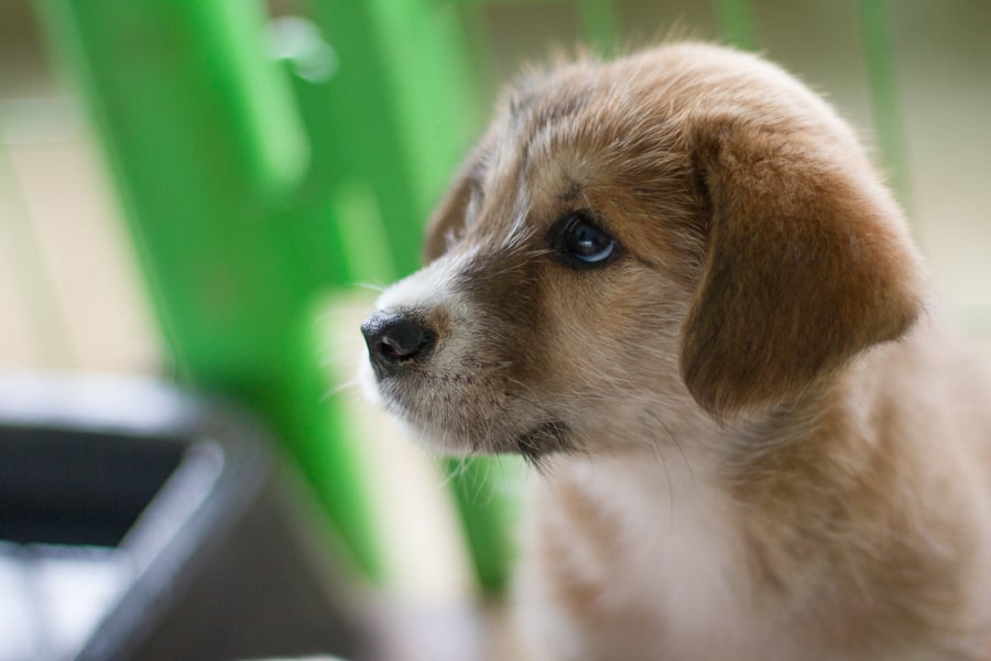 Papillon is a Small Male Jindo Mix Korean rescue dog