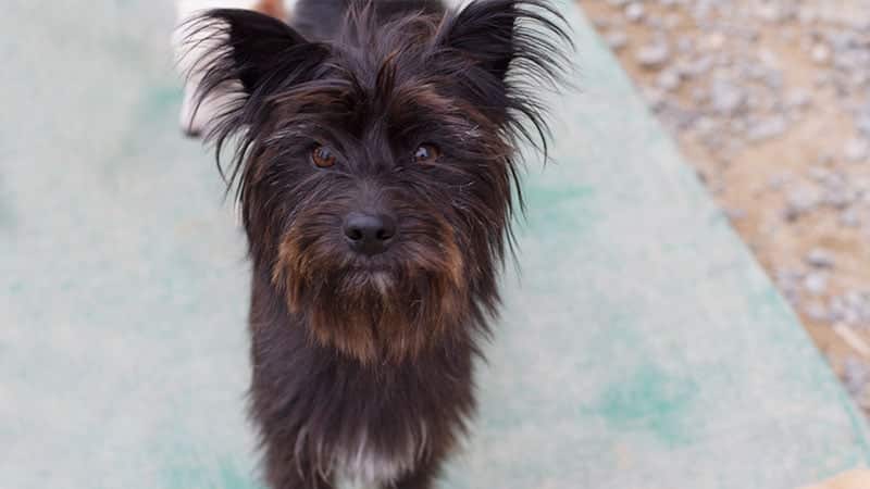 Jeju is a Small Female Mixed Korean rescue dog