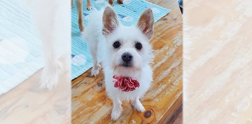 Jelly is a Small Female Terrier mix Korean rescue dog