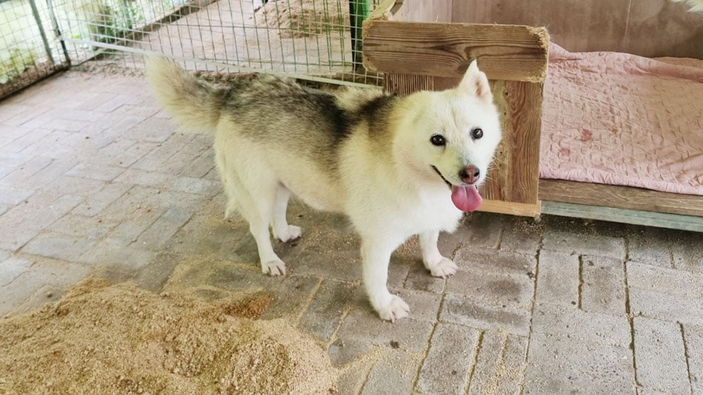 Jennifer with her brother at Dangjin dog meat