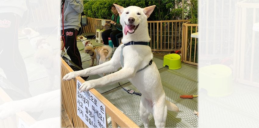 Jenna is a Medium Female Jindo Korean rescue dog