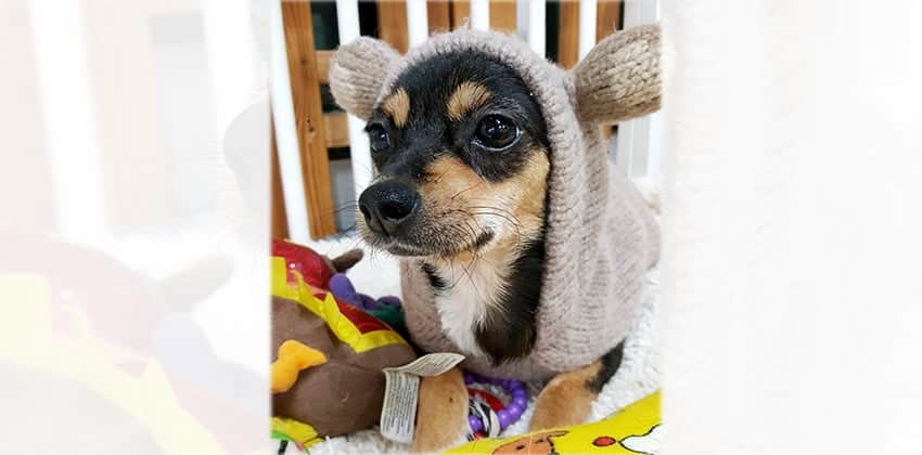 Jenny is a Small Female Miniature pinscher mix Korean rescue dog
