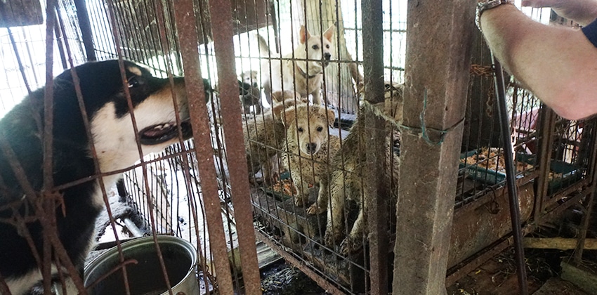 Jeonju Dog Farm Shutdown: 46 Dogs Saved