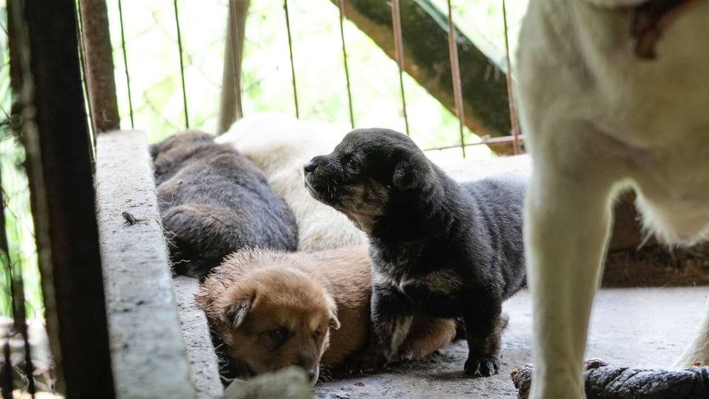 Jeonju Dog Meat Farm 3