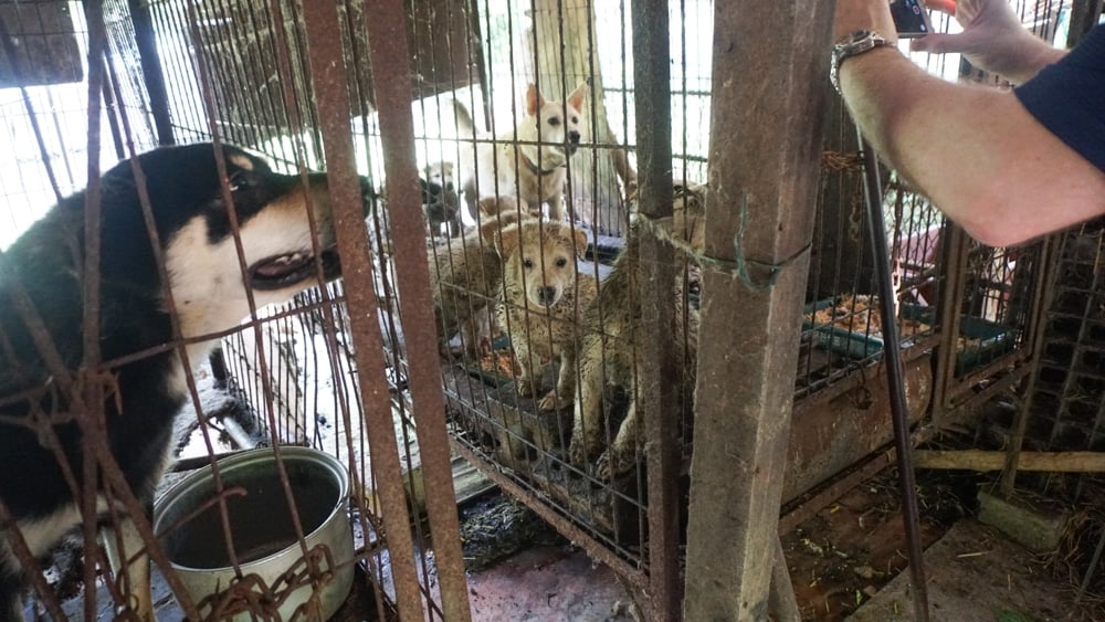 Jeonju Dog Meat Farm 4