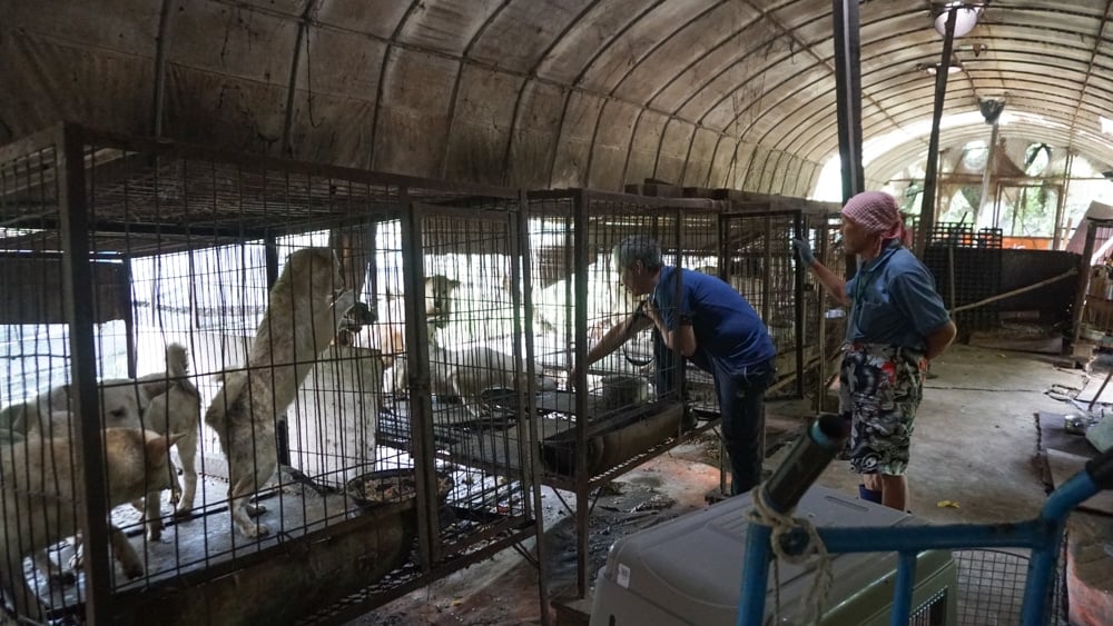 Jeonju Dog Meat Farm 5