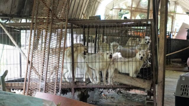 Jeonju Dog Meat Farm 6