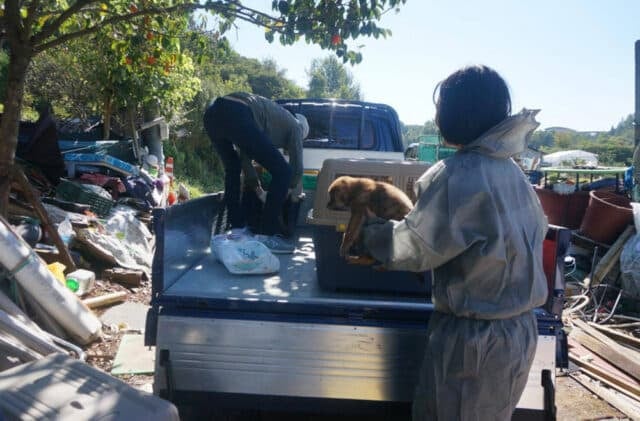 Jeonju Dog Meat Farm Rescues 7