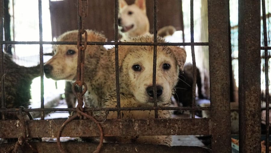 Jeonju dog meat market