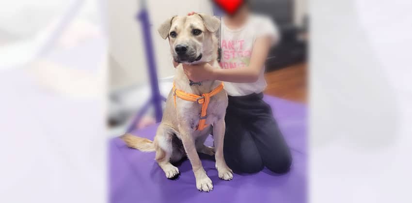 Jueney is a Medium Female Jindo mix Korean rescue dog