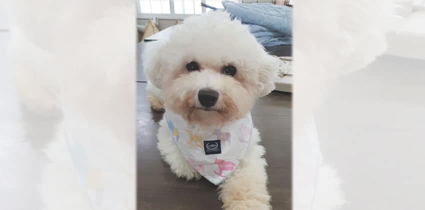 Jia is a Small Female Bichon Korean rescue dog