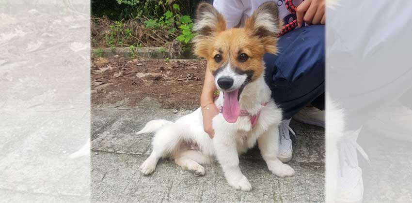 Jianggo is a Small Male Mittelspitz mix Korean rescue dog