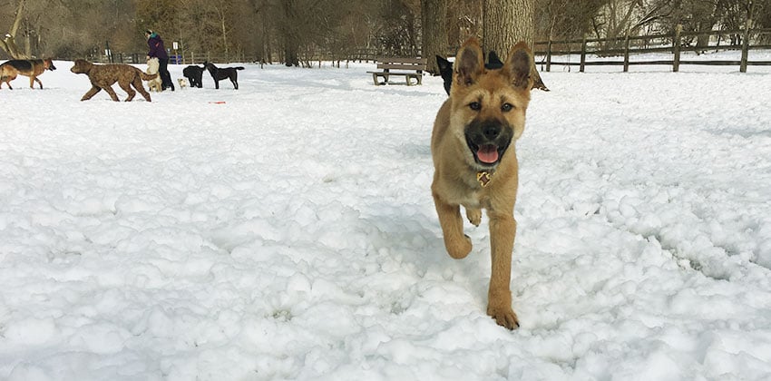 Jiho is a Small Male Jindo Korean rescue dog