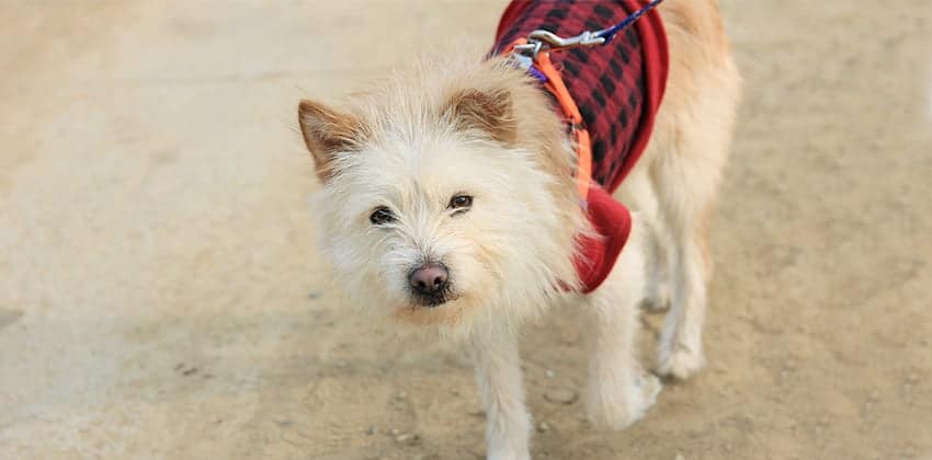 Jiko is a Medium Male Terrier mix Korean rescue dog