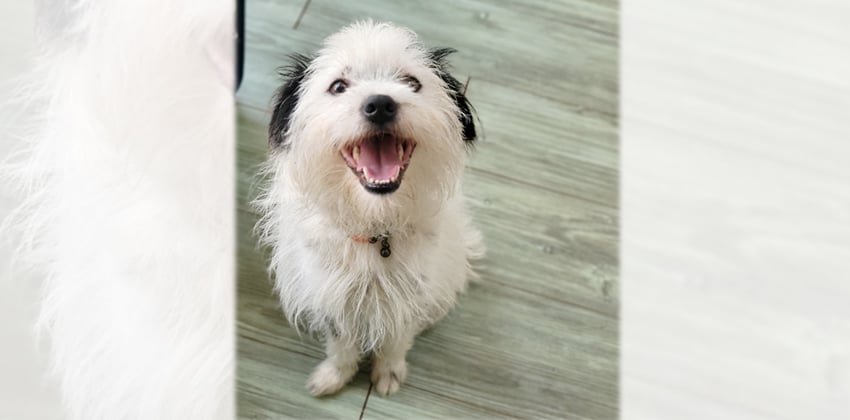 Jin is a Small Male Terrier mix Korean rescue dog
