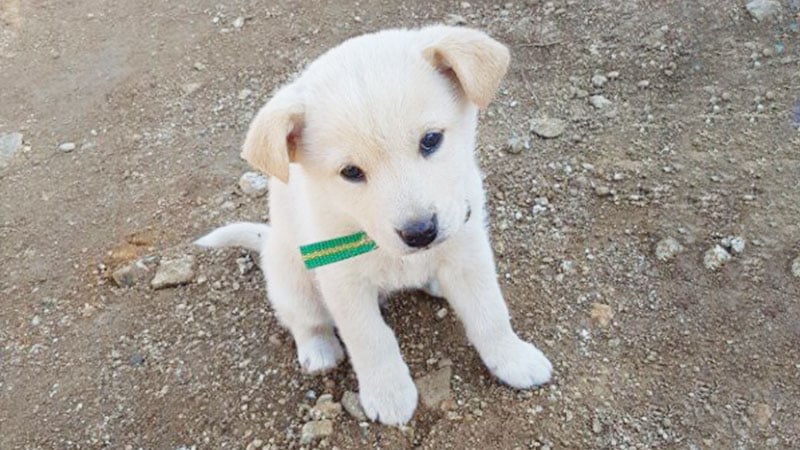 Jina is a Small Female Jindo Korean rescue dog