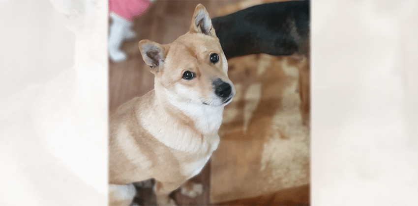 Maha is a Small Female Jindo mix Korean rescue dog