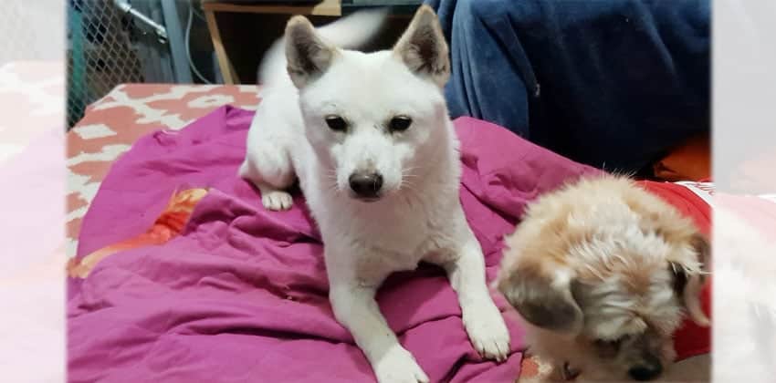 Jingu is a Small Male Jindo mix Korean rescue dog