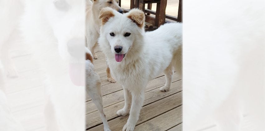 Jinjin is a Medium Female Jindo mix Korean rescue dog