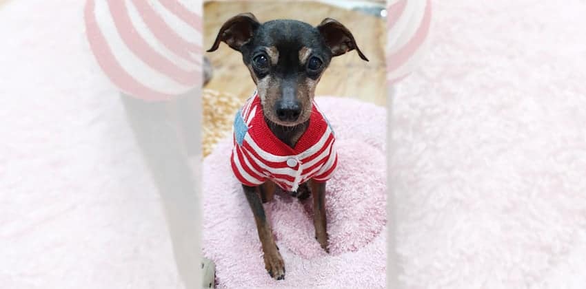 Jinjoo is a Small Male Miniature pinscher mix Korean rescue dog