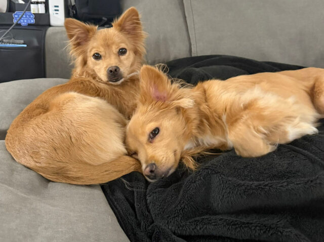 Jinju & winnie, toronto 2025