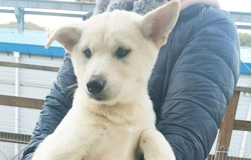 Jin-mi is a Small Female Jindo Korean rescue dog