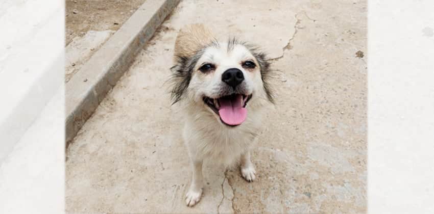 Jadu is a Small Female Papillon mix Korean rescue dog