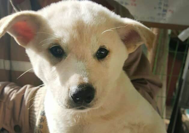 Jin-sook is a Small Female Jindo Korean rescue dog