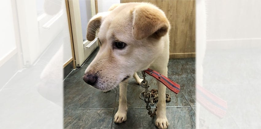 Jinsoon is a Medium Female Jindo mix Korean rescue dog