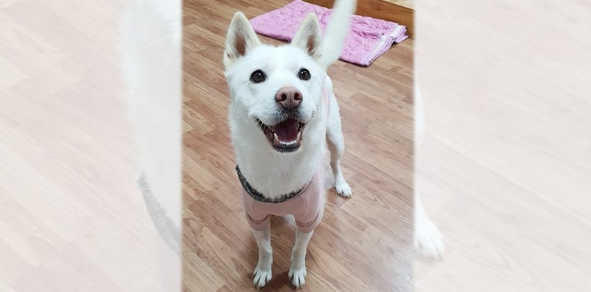 Jinsoon is a Medium Female Jindo Korean rescue dog
