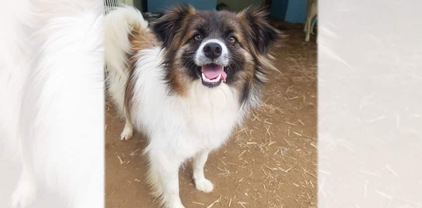 Jinu is a Medium Male Papillon mix Korean rescue dog