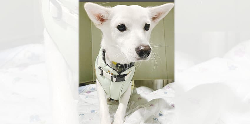 Jisook is a Medium Female Jindo mix Korean rescue dog