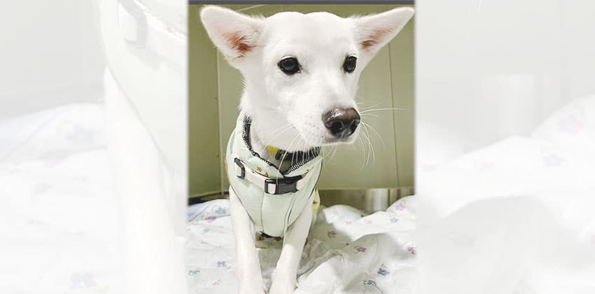 Jisook is a Medium Female Jindo mix Korean rescue dog